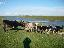 Imagini pentru anunt: Vand Vaci de Lapte Junici si Taurasi Ferma Proprie