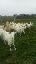 Imagini pentru anunt: Vand cu 700 lei  bucata 35 capre saan