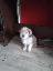 Imagini pentru anunt: Catel bichon havanez cu shih-tzu metis