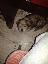 Imagini pentru anunt: Catel bichon havanez cu shih-tzu metis